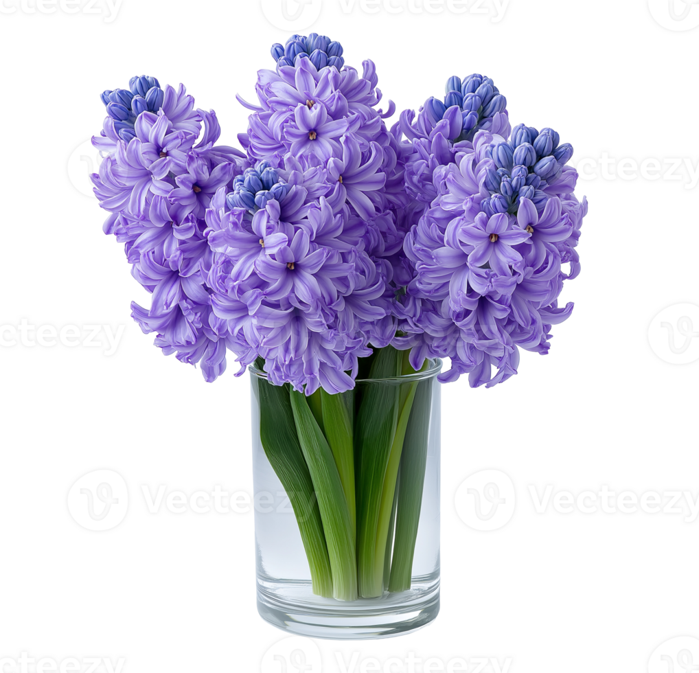 Purple hyacinth bouquet in glass vase image isolated transparent. Floral hyacinthus orientalis cut out . Fresh bloom. Spring blossom perennial cutout element object photography png