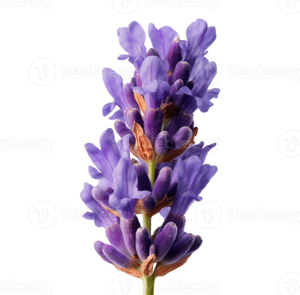 Purple lavender twig flower buds image isolated transparent. Floral lilac lavandula angustifolia cut out . Apothecary herb. Fragrance perennial cutout element object photography png