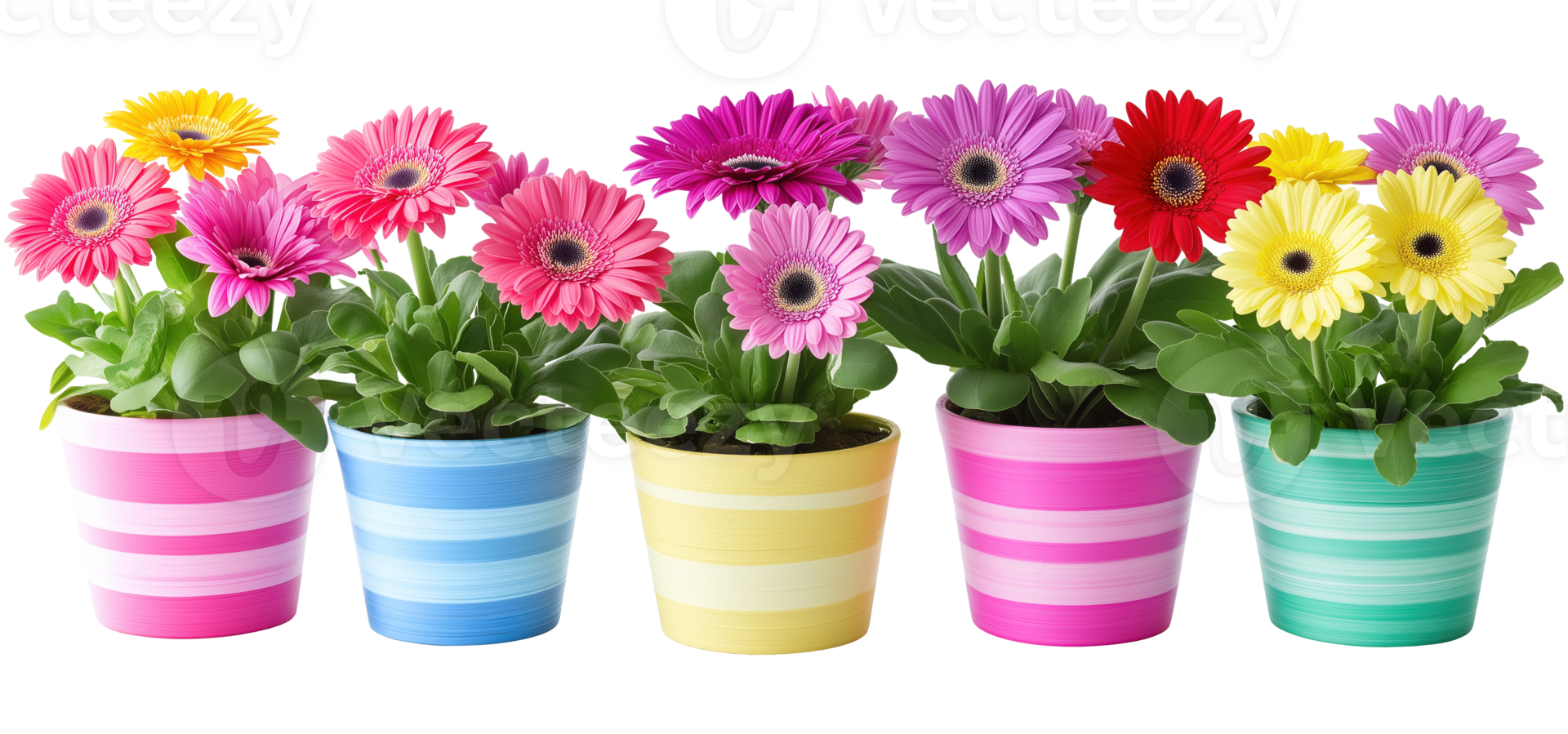 Colorful gerbera daisies in striped flower pots image isolated transparent. Blooming transvaal daisies flowerpots cut out . Blooms decorative plants cutout photography png