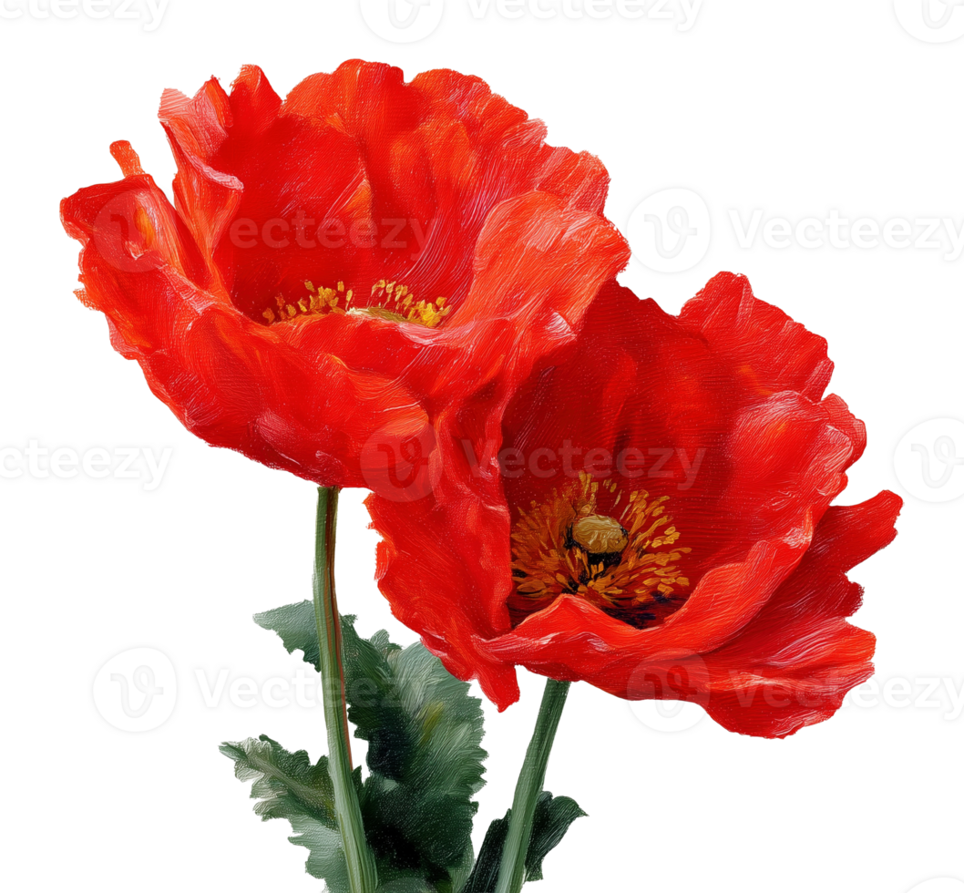 Two red poppies painting transparent image. Floral papaver rhoeas isolated cutout. Odai wildflowers artwork. Papaveraceae botanical corn rose cut out clipart design element png