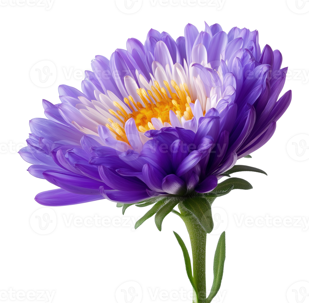 Violet aster flower blossom image isolated transparent. Floral specimen cut out . Fresh bloom. Perennial plant. Botanical symphyotrichum cutout element object photography png