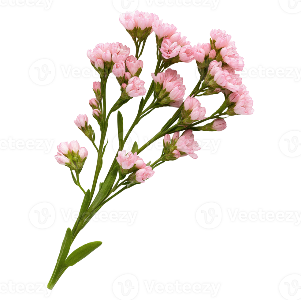Pink limonium sinuatum flower spray image isolated transparent. Floral statice romantic bloom cut out . Perennial herb. Botanical specimen cutout element object photography png