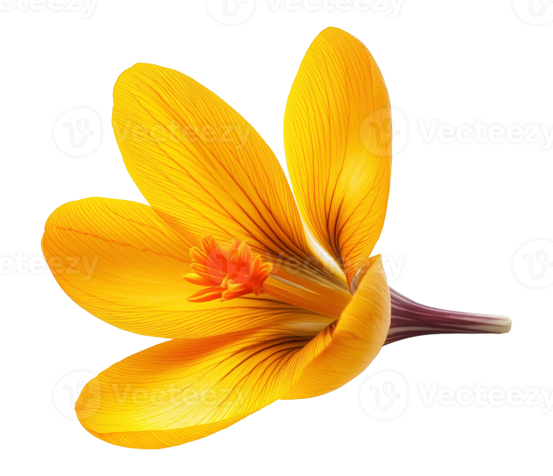 Crocus flavus flowering plant with orange stigma image isolated transparent. Sternbergia lutea cut out . Fresh bloom. Botanical iridaceae cutout element object photography png