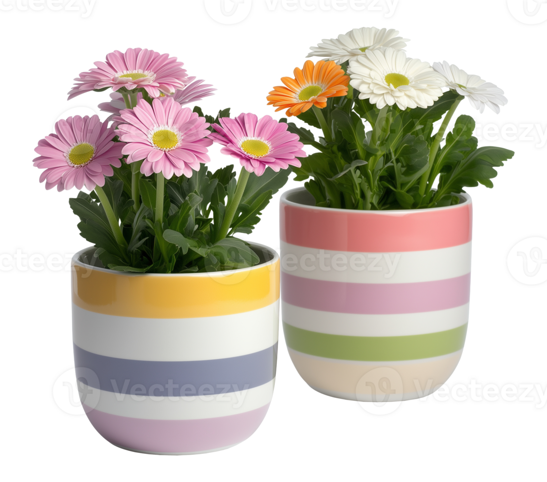 Gerbera daisies in modern ceramic planters image isolated transparent. Blooming flowers in striped pots cut out . Home decor. Houseplants flowerpots cutout photography png