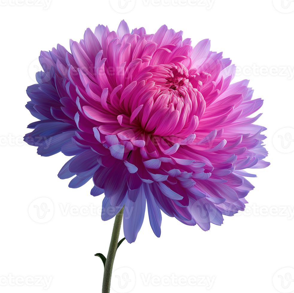 Vivid purple-pink chrysanthemum flower with curled petals image isolated transparent. Floral chrysanth mum cut out . Fresh bloom. Perennial cutout element object photography png