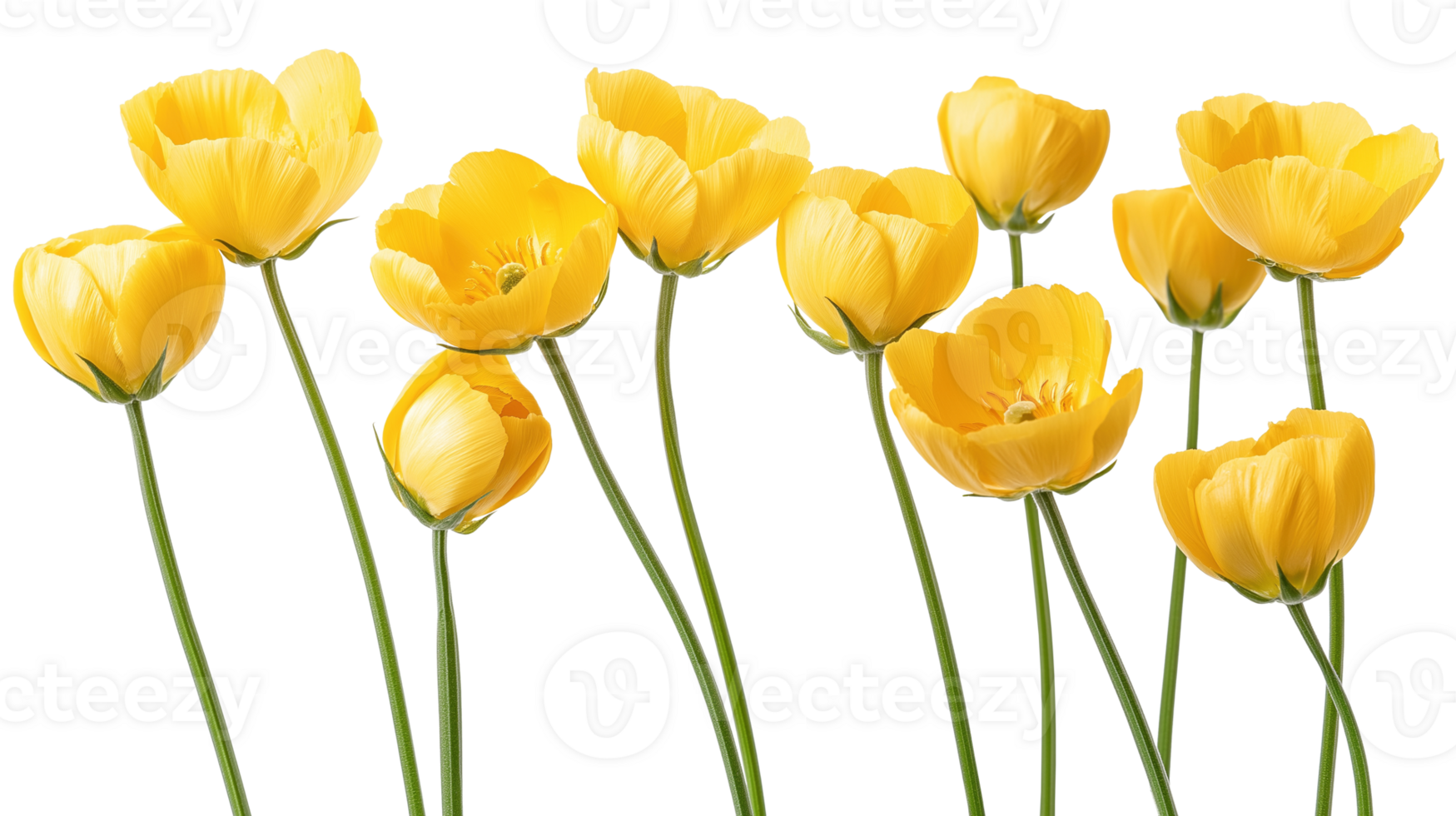Bright yellow papaver croceum flowers in full bloom image isolated transparent. Papaveraceae biennials cut out . Floral garden. Iceland poppies blossom cutout photography png