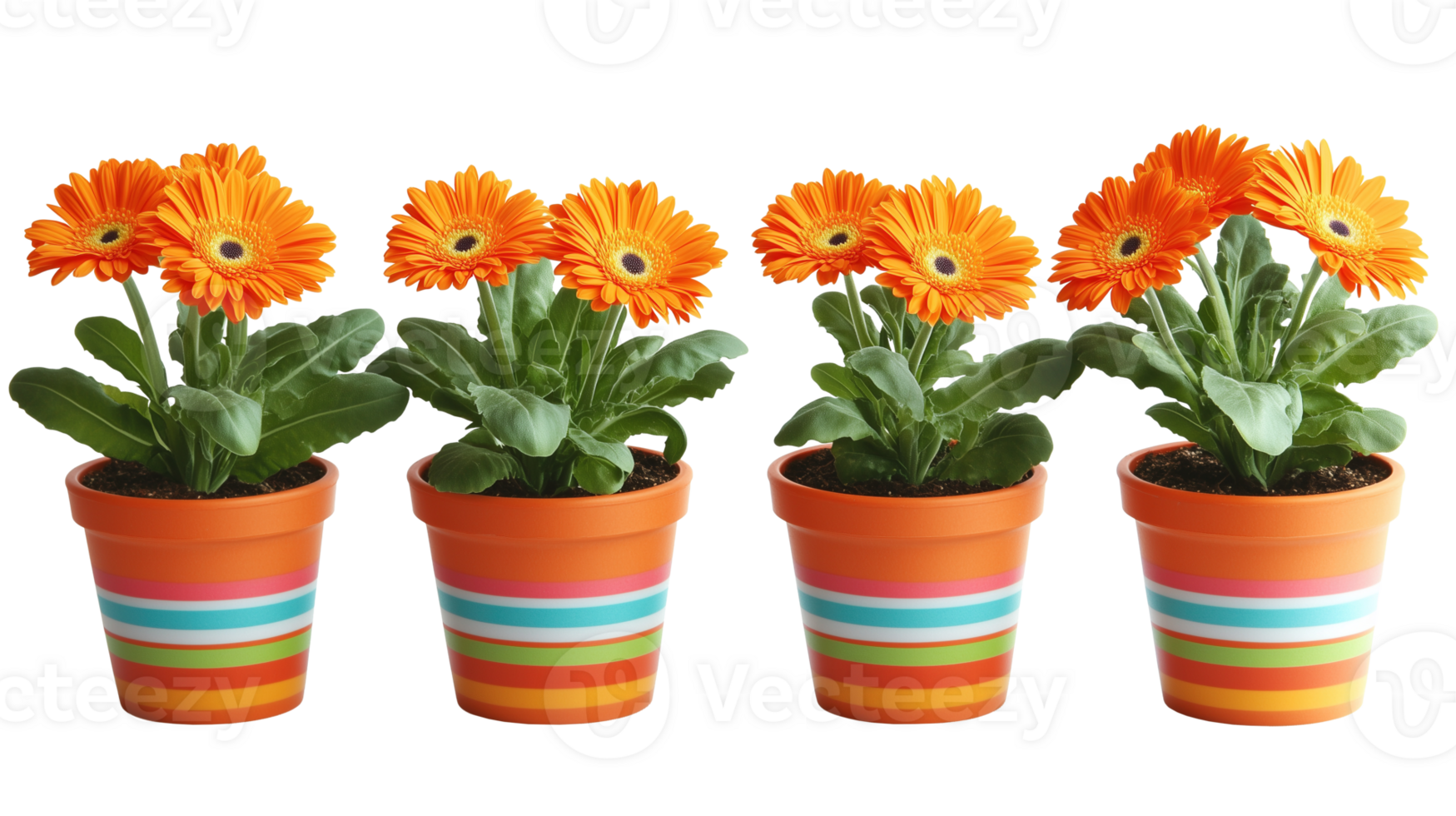 Row of orange gerbera daisies in striped pots image isolated transparent. Bright blooms perennial plants cut outs collection. Houseplants cutouts elements objects png