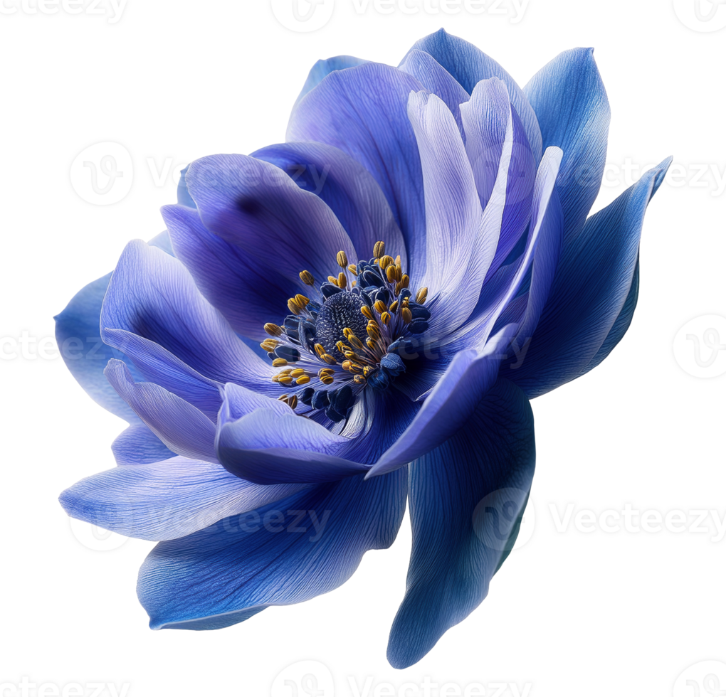 Blue anemone coronaria with stamens image isolated transparent. Floral spanish marigold cut out . Ornamental plant. Botanical windflower wildflower cutout element photography png