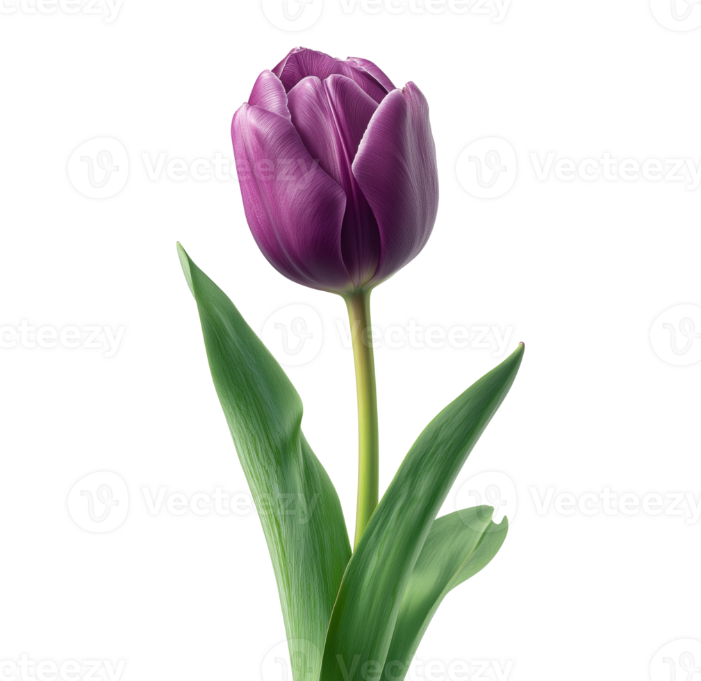 Purple tulip in full bloom image isolated transparent. Floral tulipa gesneriana cut out . 8 march springtime, Mothers day. Botanical blossom cutout element object photography png