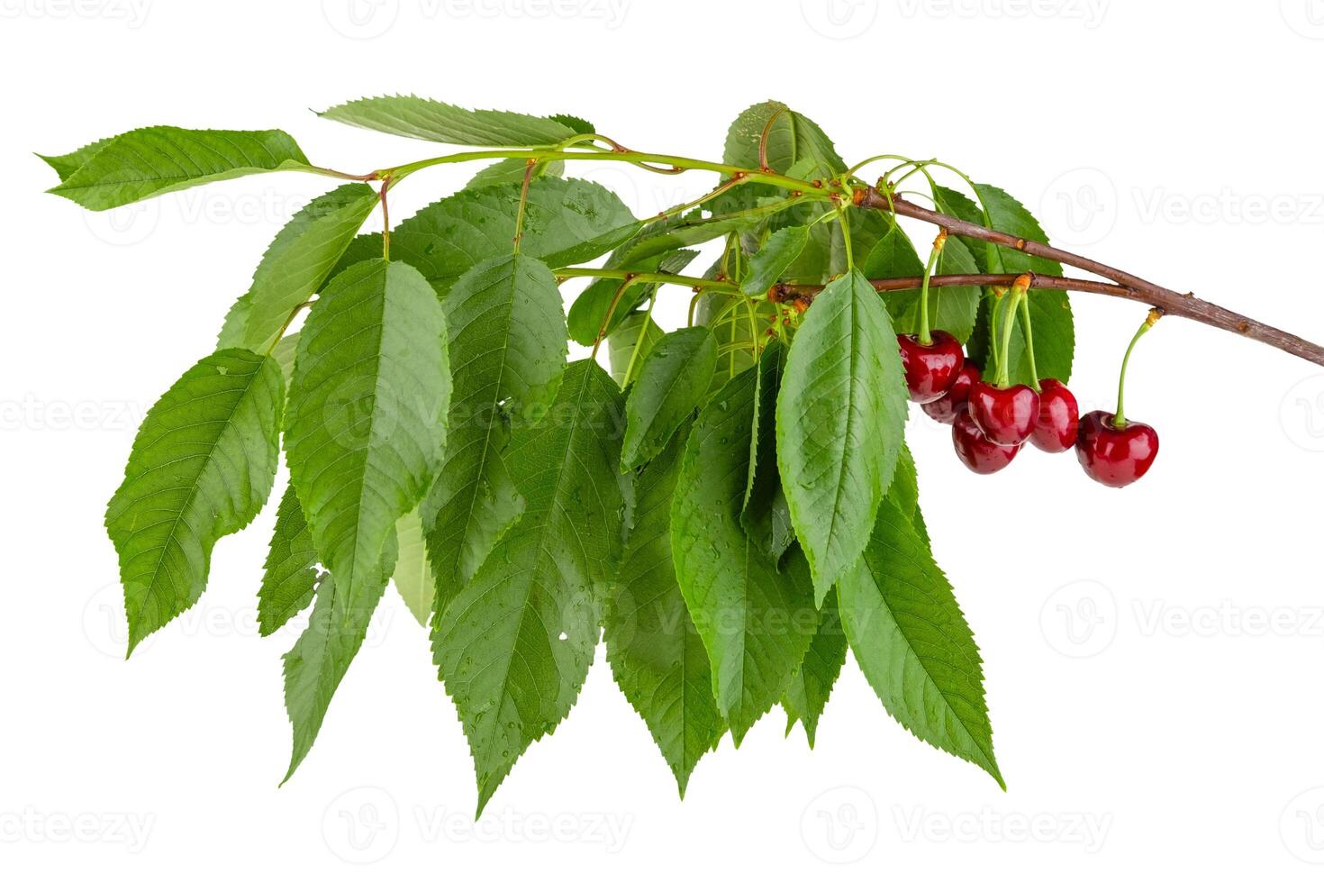 cherry branch with berries isolated on white background photo
