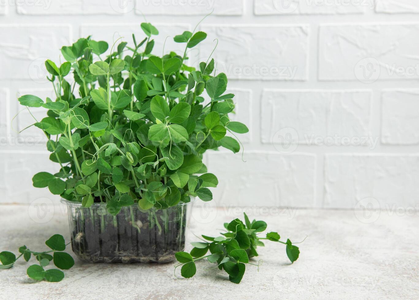 Fresh pea microgreens growing in transparent plastic container on table photo