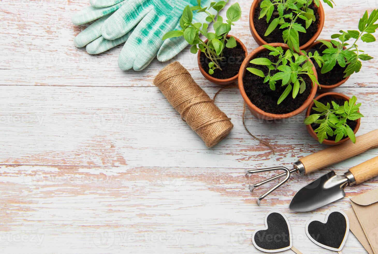 Young plants growing in pots on rustic white wooden table photo