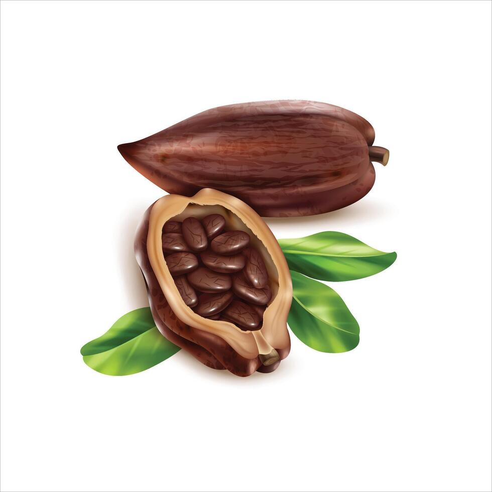 Freshly harvested whole cocoa fruit vector