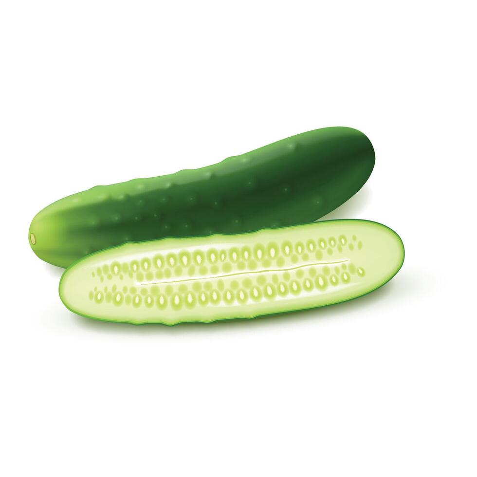 Fresh cucumber isolated white background vector