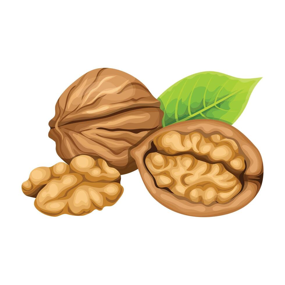 Walnut isolated white background vector