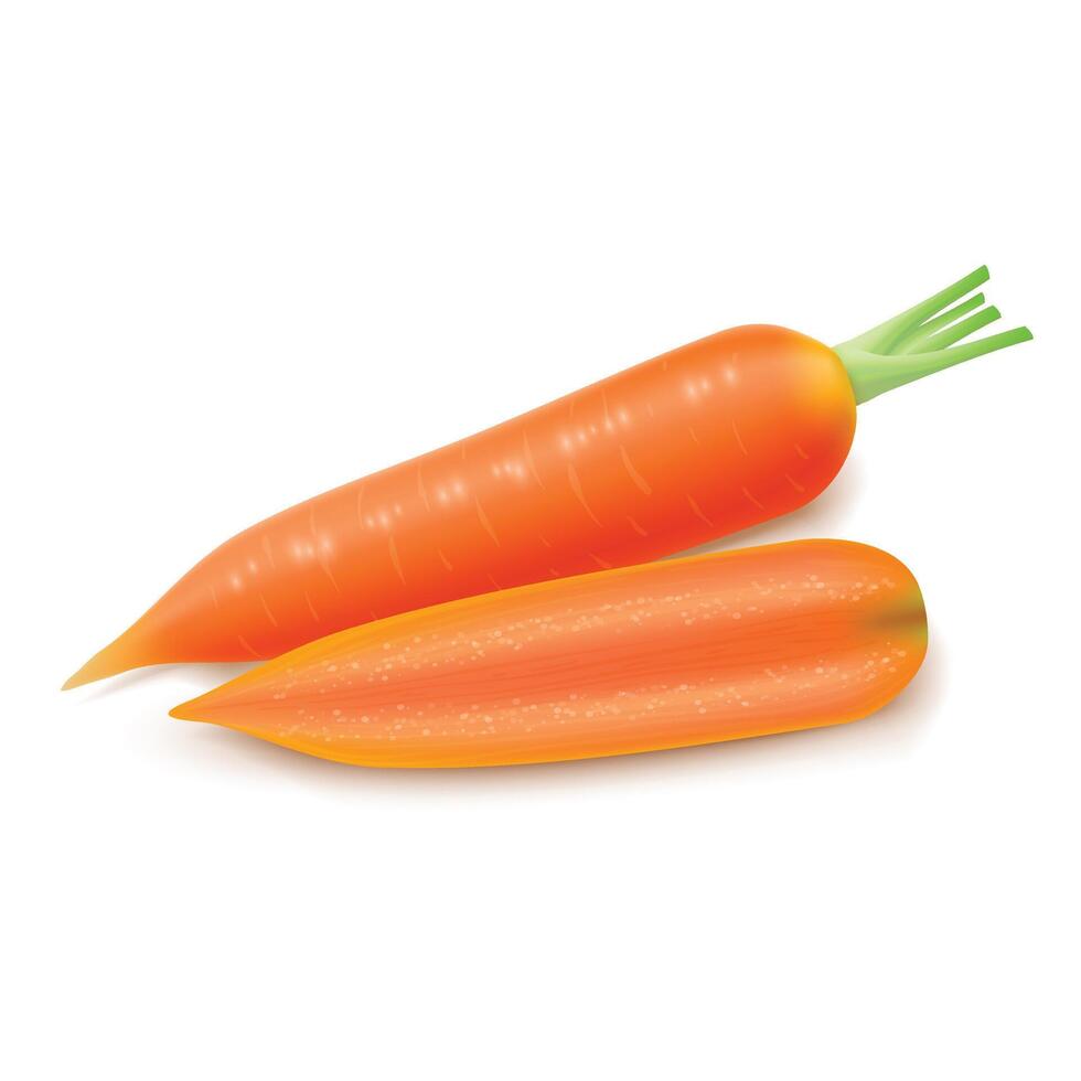 Fresh carrots isolated on white background vector