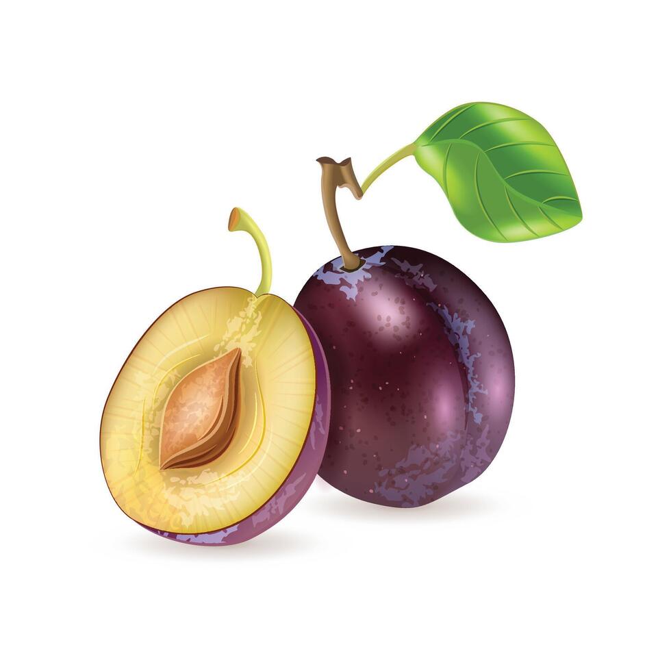 Plum fruit isolated white background vector