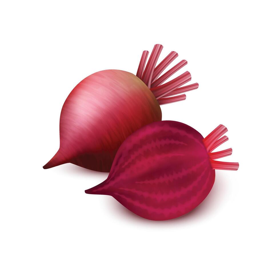 Beetroot isolated on white background vector