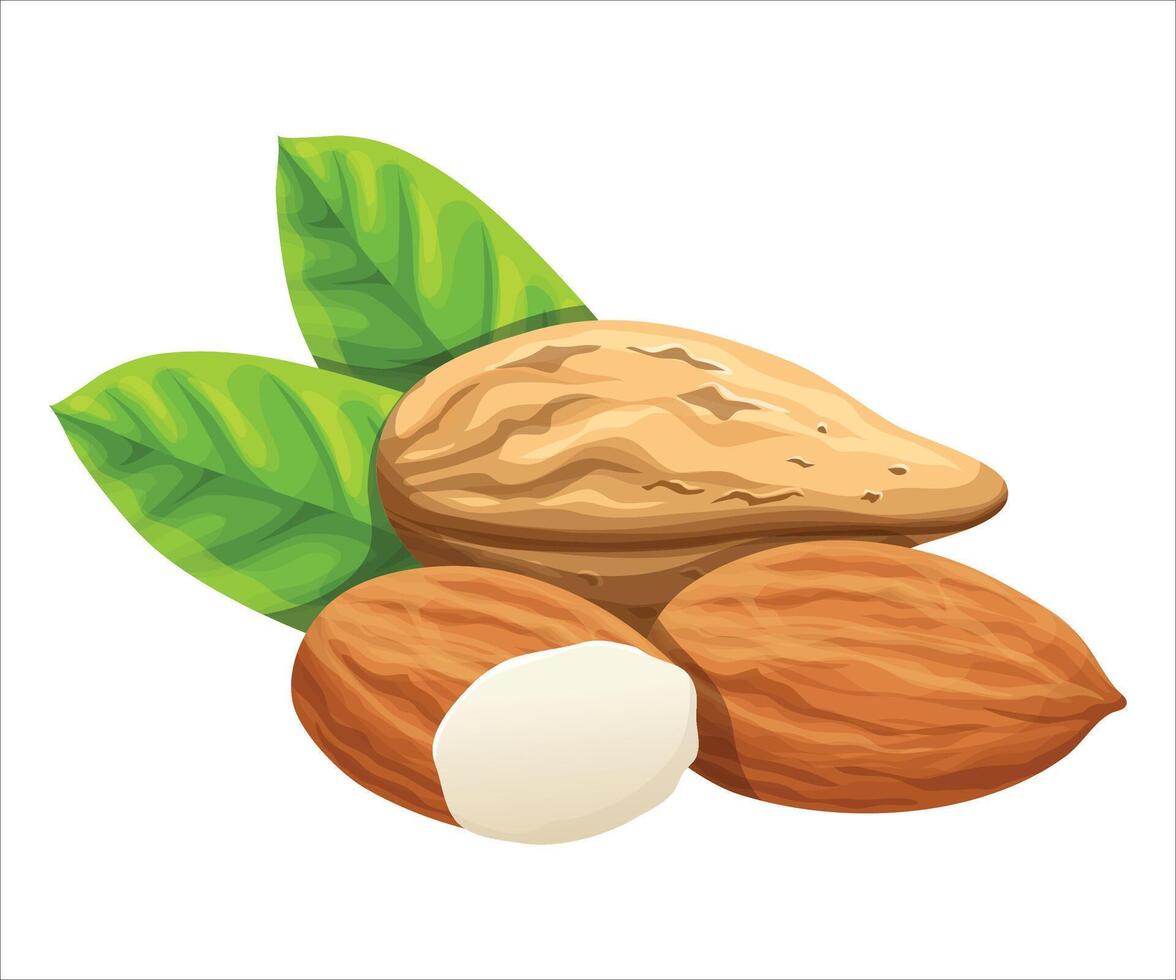 Almonds isolated on white background vector