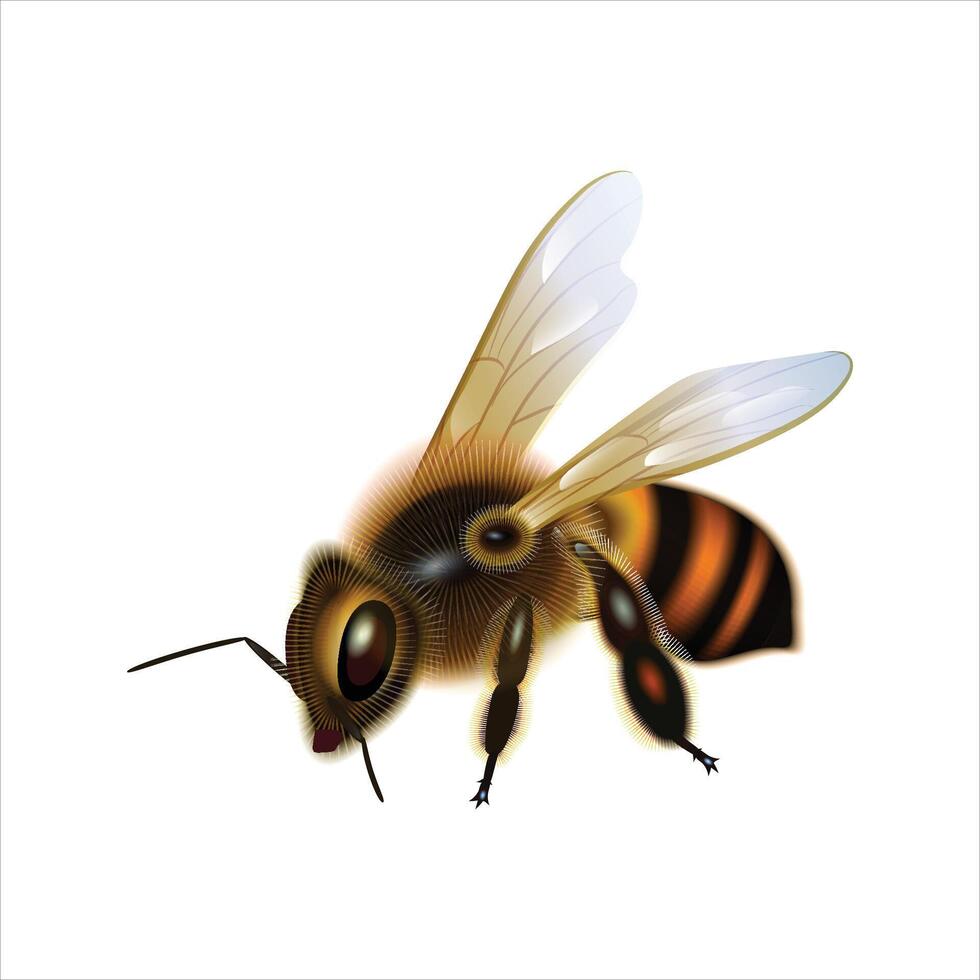 Honey bee isolated on white background vector