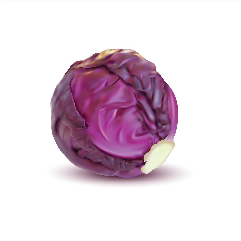 Fresh red cabbage isolated on white background vector
