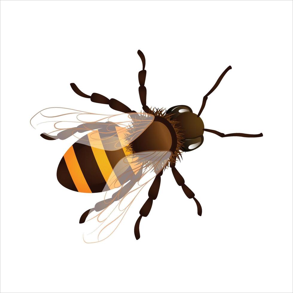 Beautiful honey bee vector