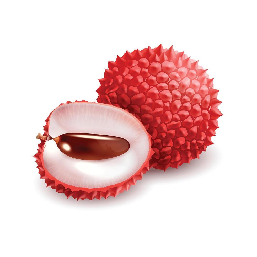 Lychee fruit with slices vector
