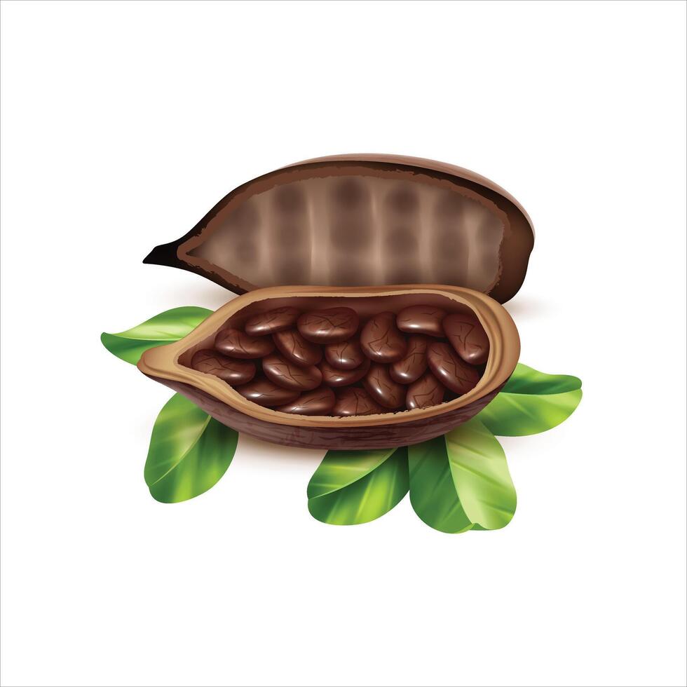 Freshly harvested whole cocoa fruit isolated on white background vector