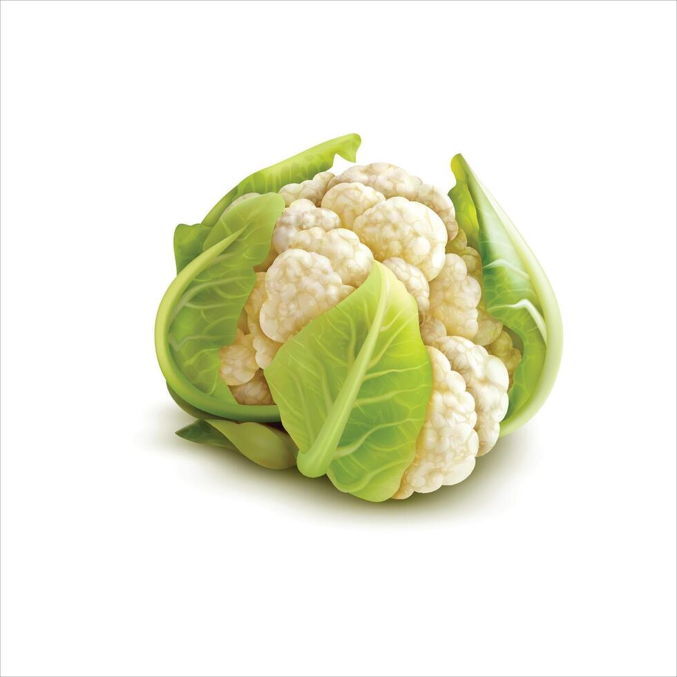 Fresh cauliflower isolated on white background vector