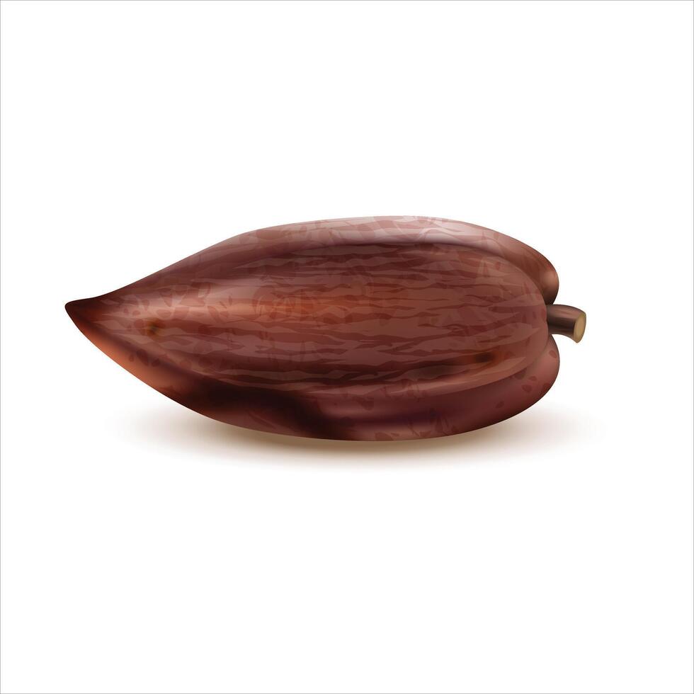 Whole cocoa fruit isolated on white background vector