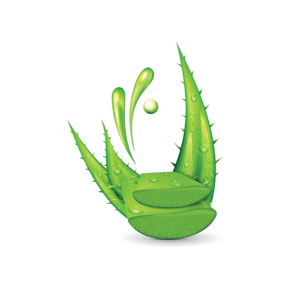 Aloe vera plant with slices vector