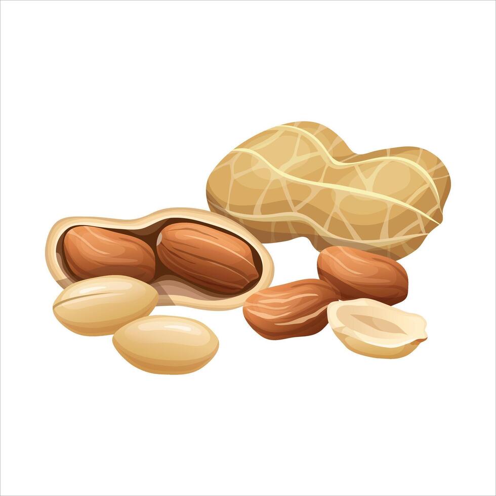 Realistic illustration of fresh peanuts vector