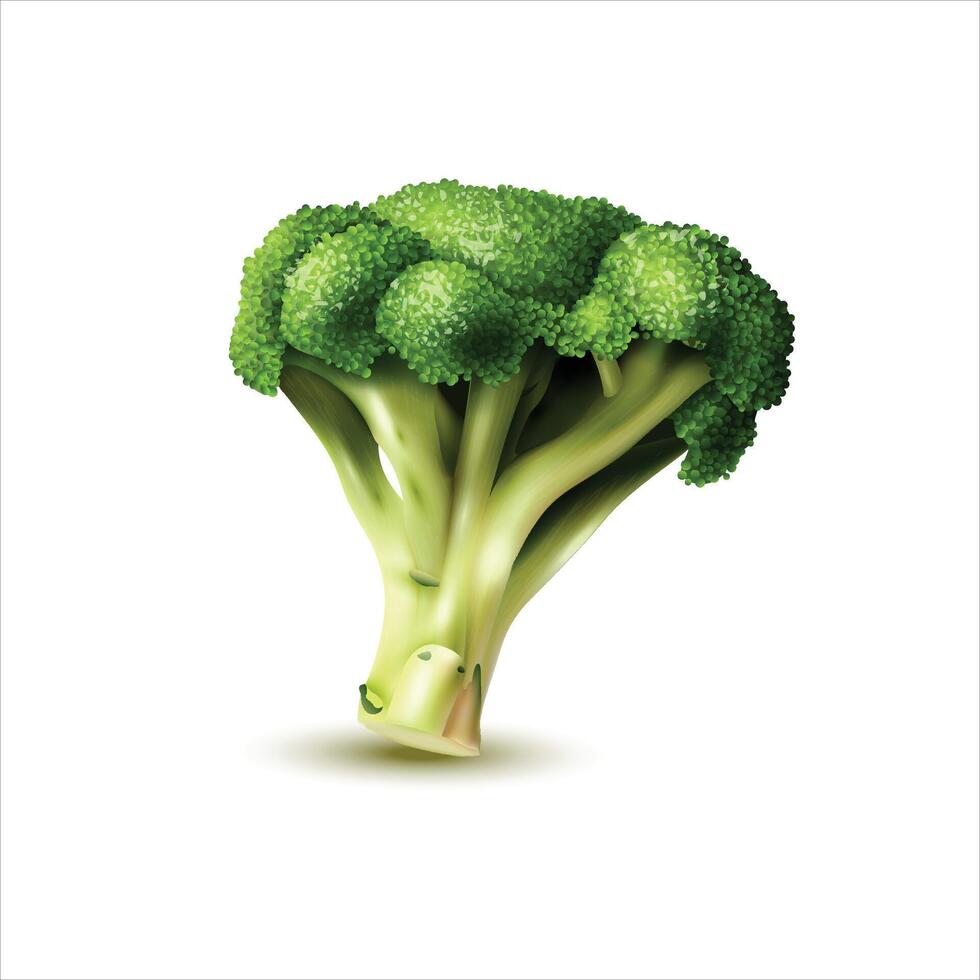 Fresh broccoli isolated on white background vector