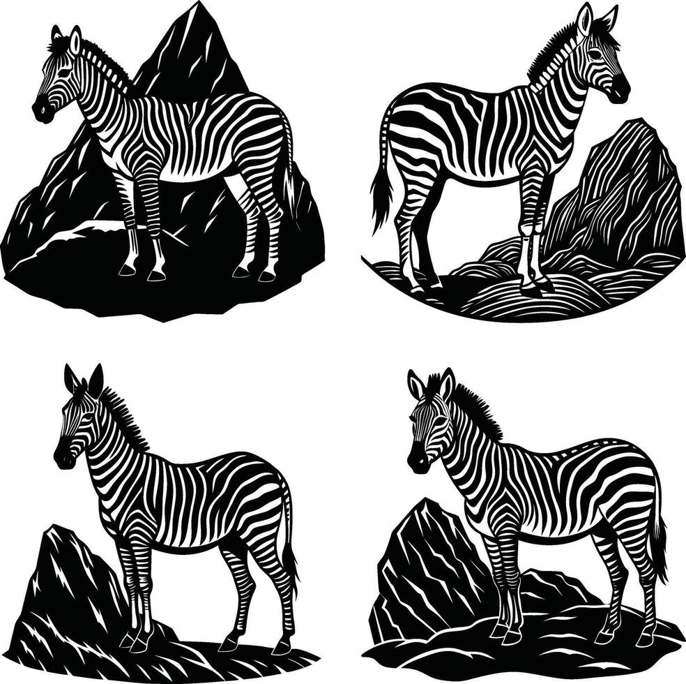 Four zebras standing on rocks in black and white illustration vector
