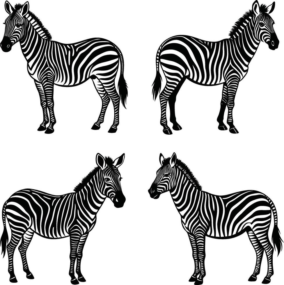 Zebra illustration set in black and white graphic design vector