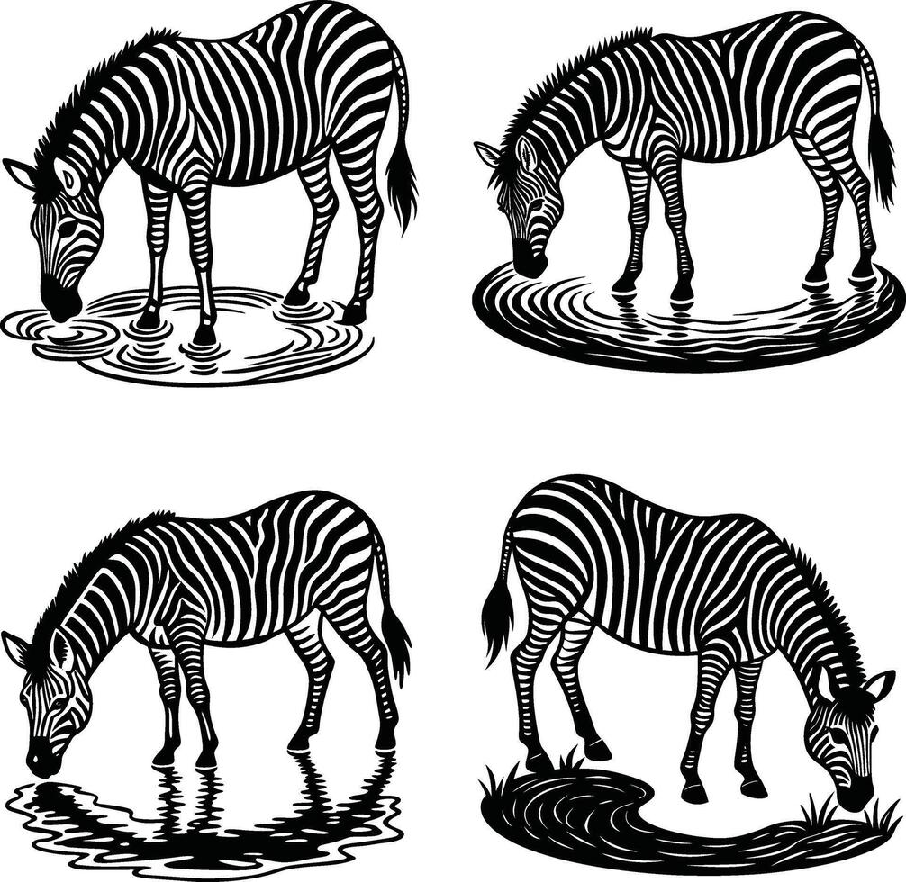 Four graphic zebra illustrations grazing drinking in water black and white vector