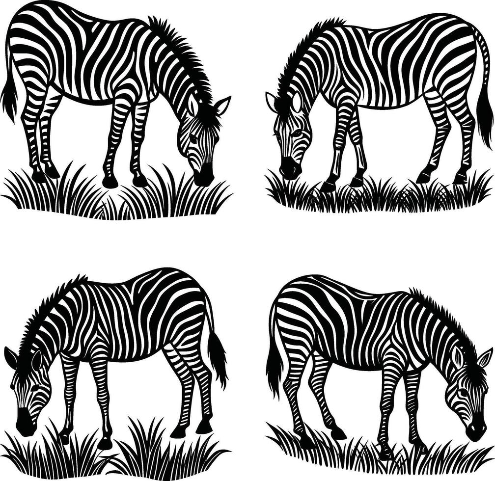 Zebra grazing on grass illustration black and white graphic design vector