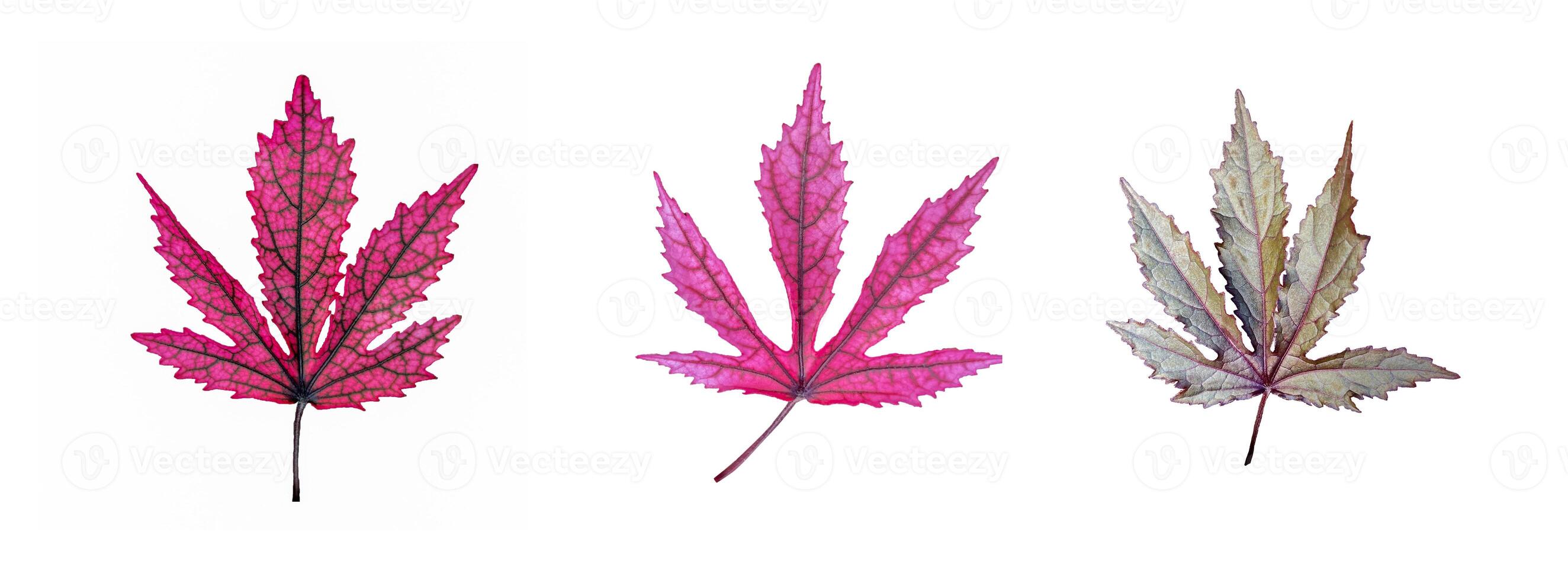 Isolated group of Hibiscus acetosella leaves arranged in order of maturity on a white background. Leaves photo
