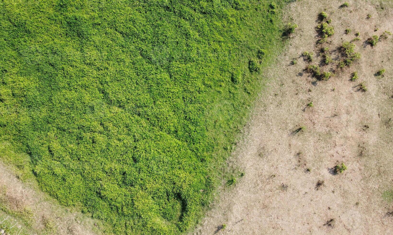 An aerial view of a green field with grass and trees photo