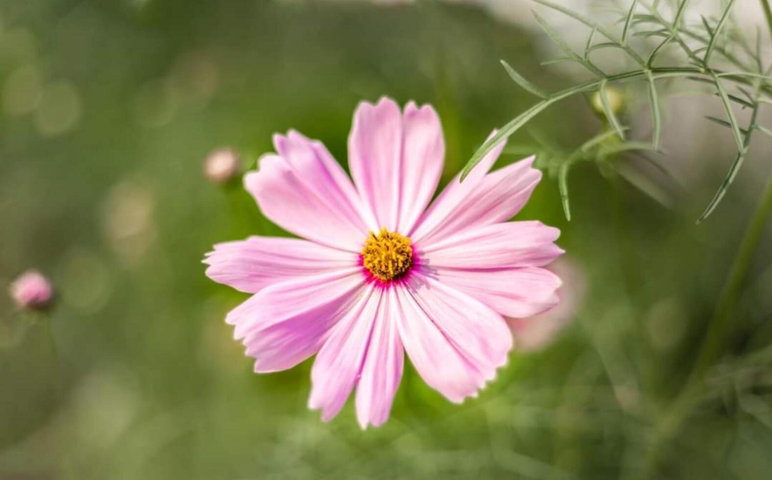 Nature floral background in early summer. Colorful natural spring landscape with with flowers, soft selective focus, photo