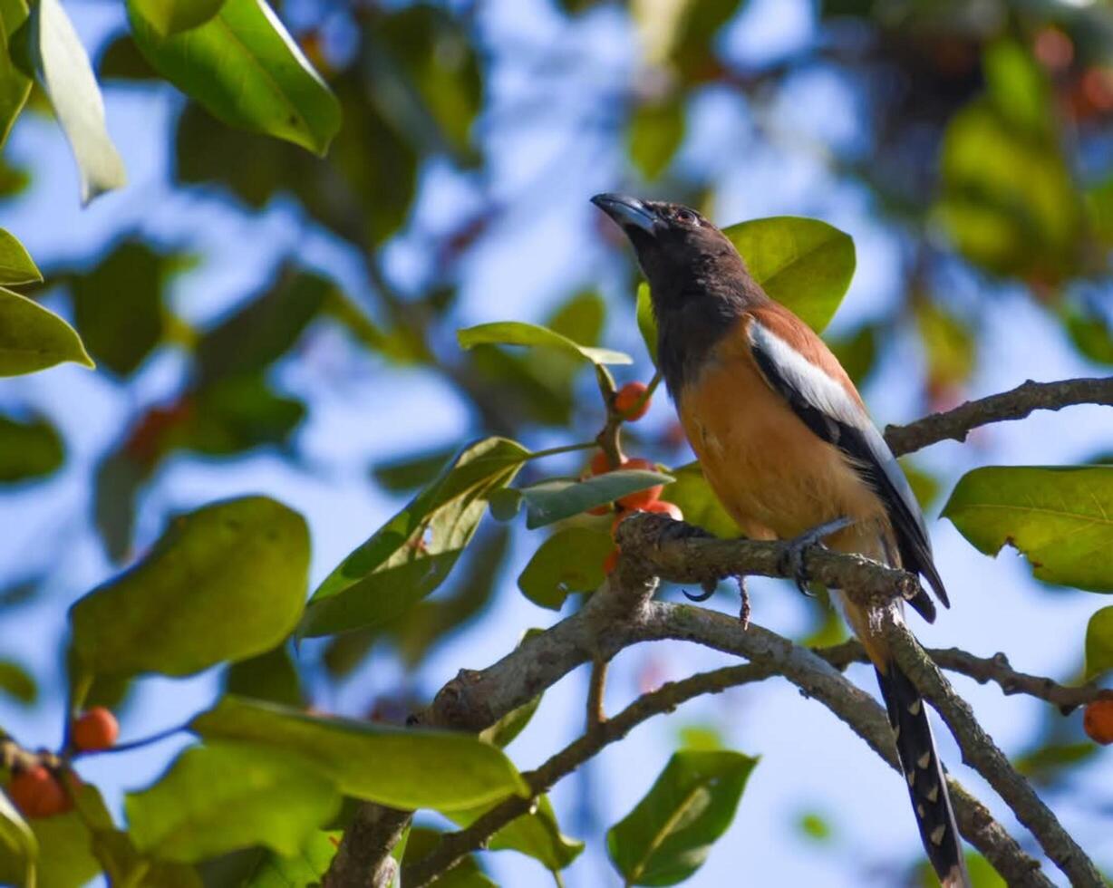 Bird sitting on Branch in natural looking photo