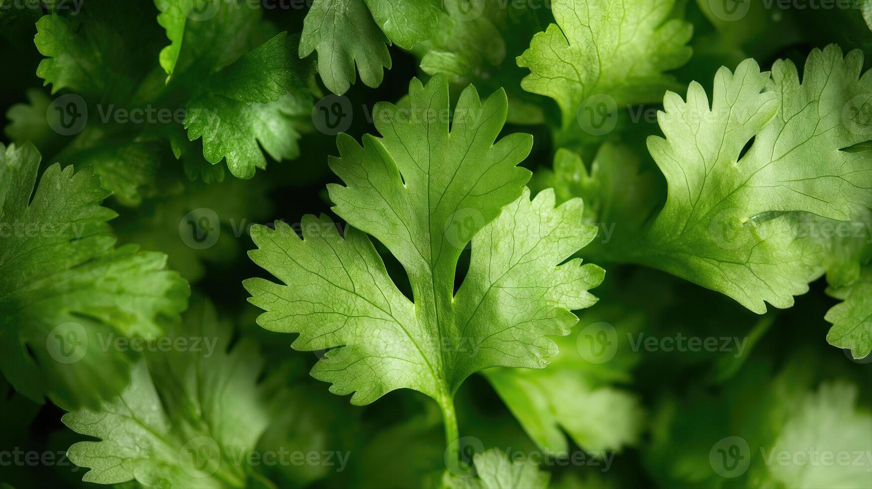 Coriander leaves are shown in this image photo