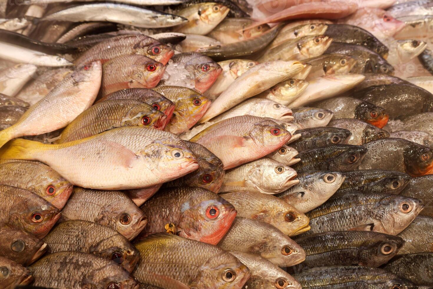 Various Fish Displayed on Ice Trays in Supermarkets, photo