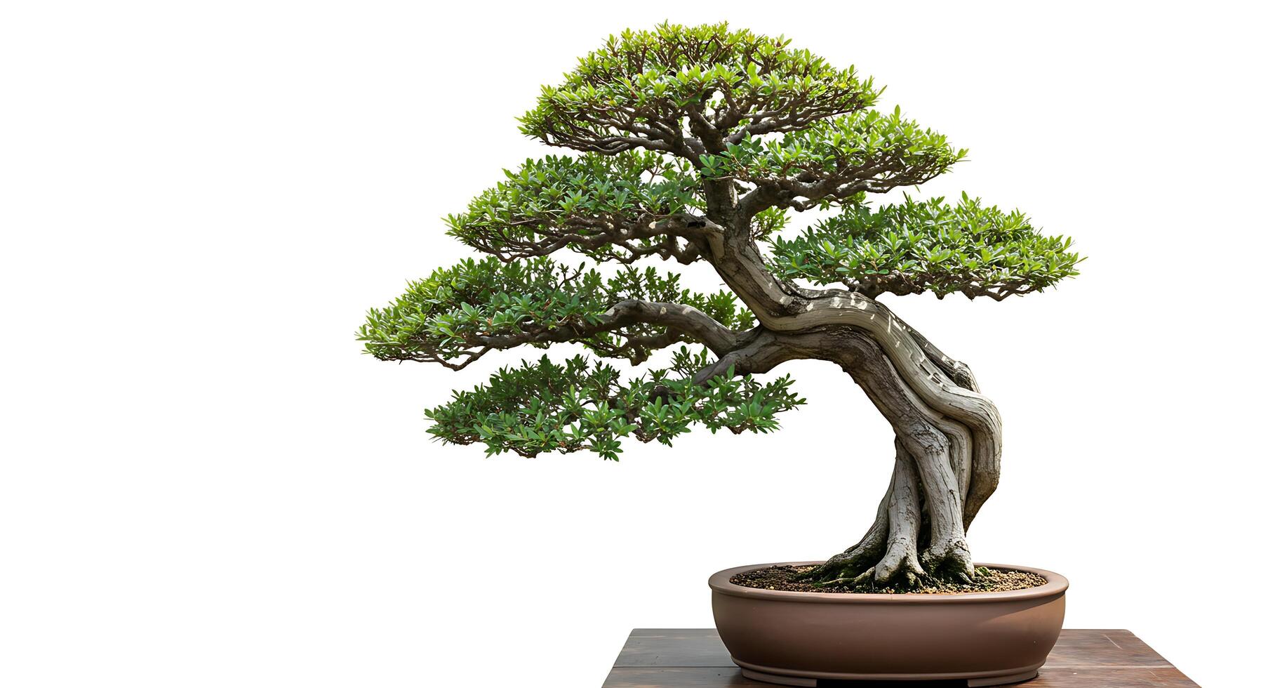 Detailed Bonsai Tree with Green Leaves in Brown Pot on Wood photo