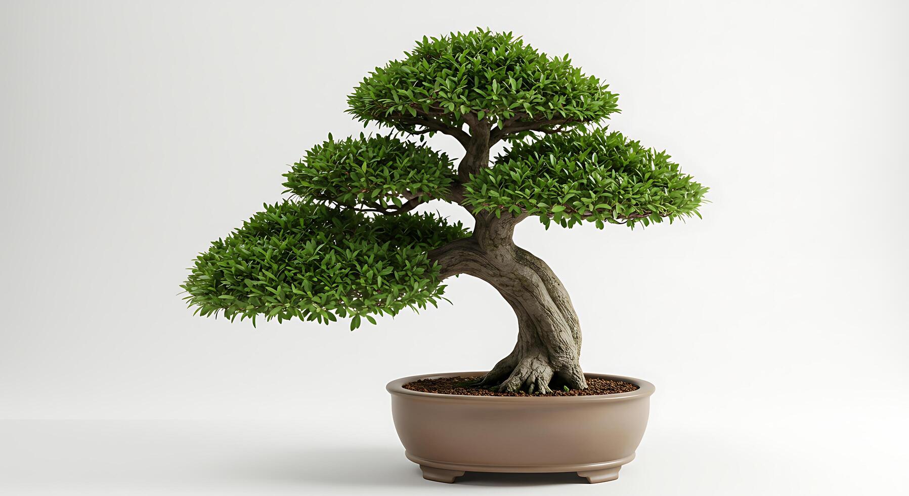 Isolated Bonsai Tree in Ceramic Pot with Green Leaves and Twisted Trunk photo