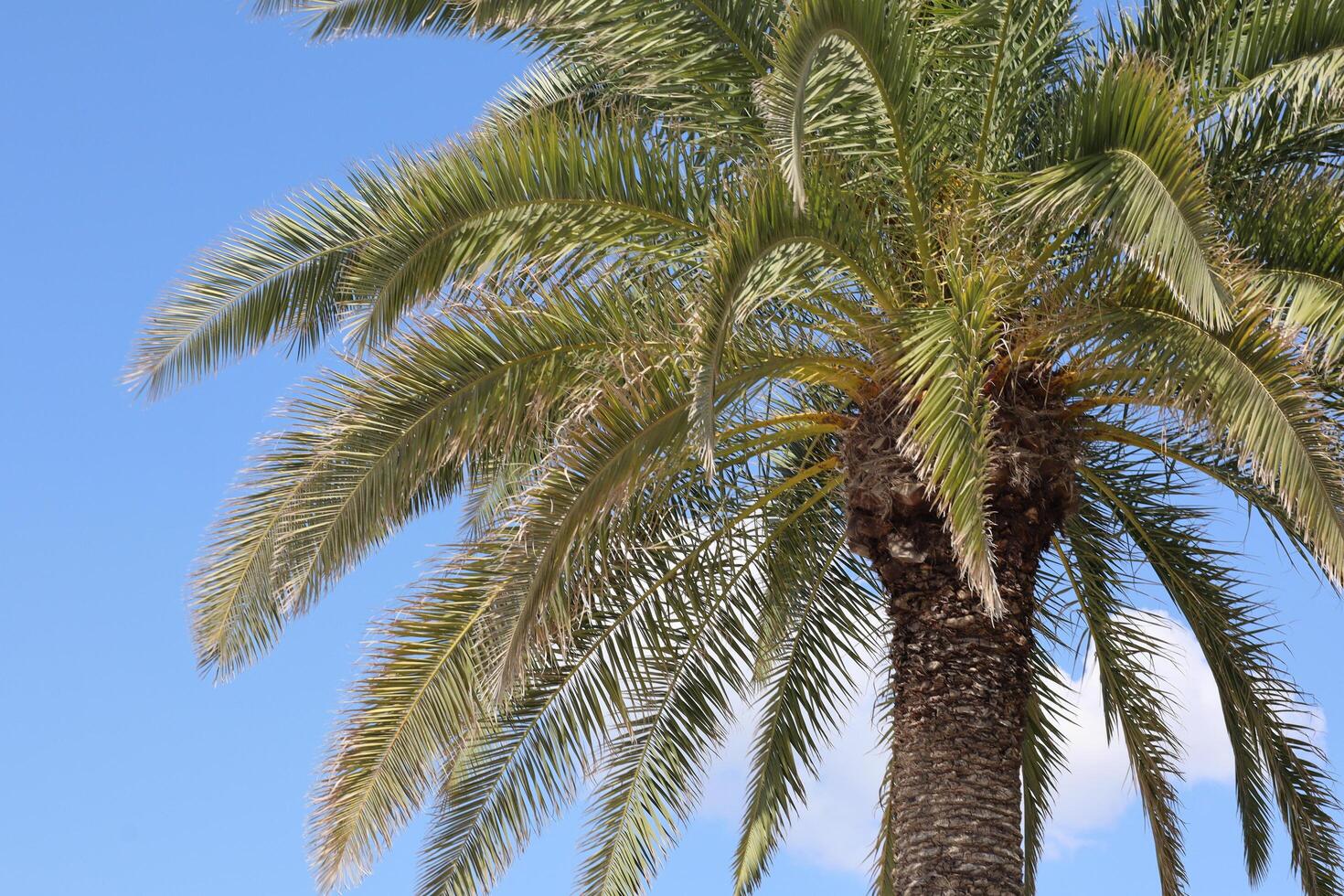 Lush palm tree reaches toward clear blue sky in tropical setting during sunny afternoon photo