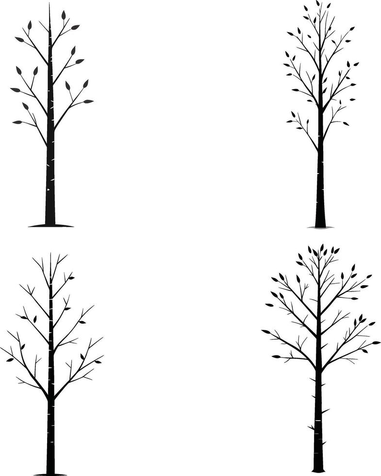 A tall birch tree with thin trunk and sparse leaves vector