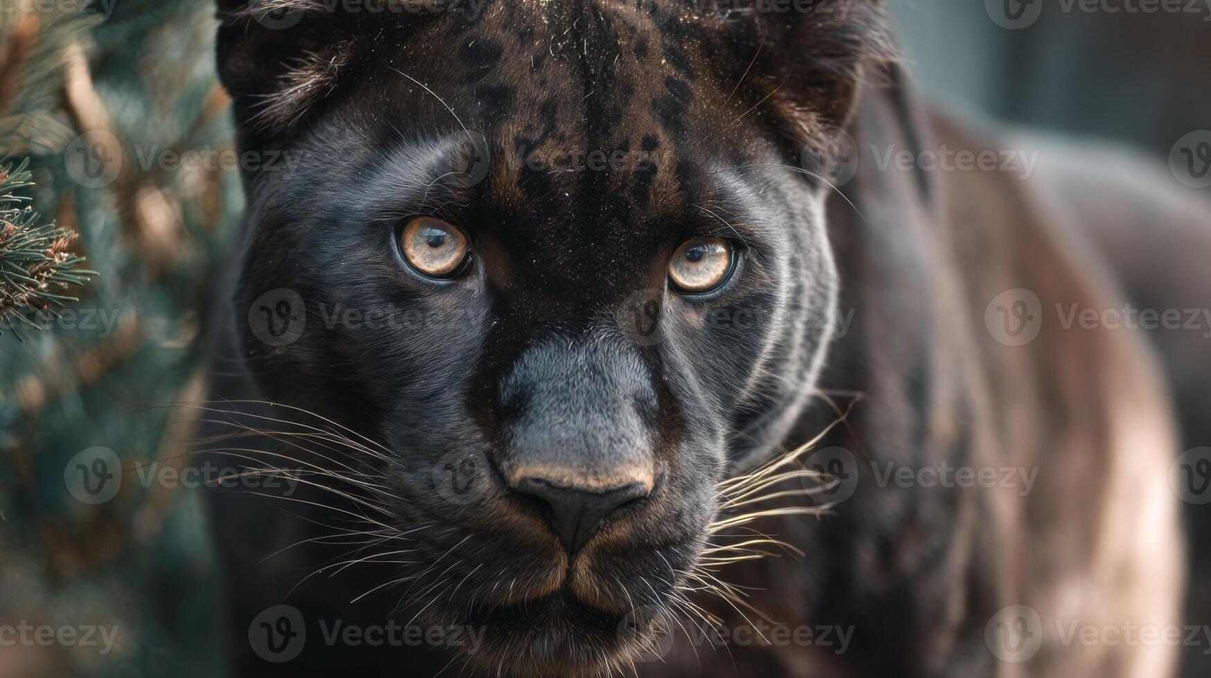 Majestic black panther gazing intensely at the viewer with striking blue eyes and a sleek, shiny coat in a natural setting photo