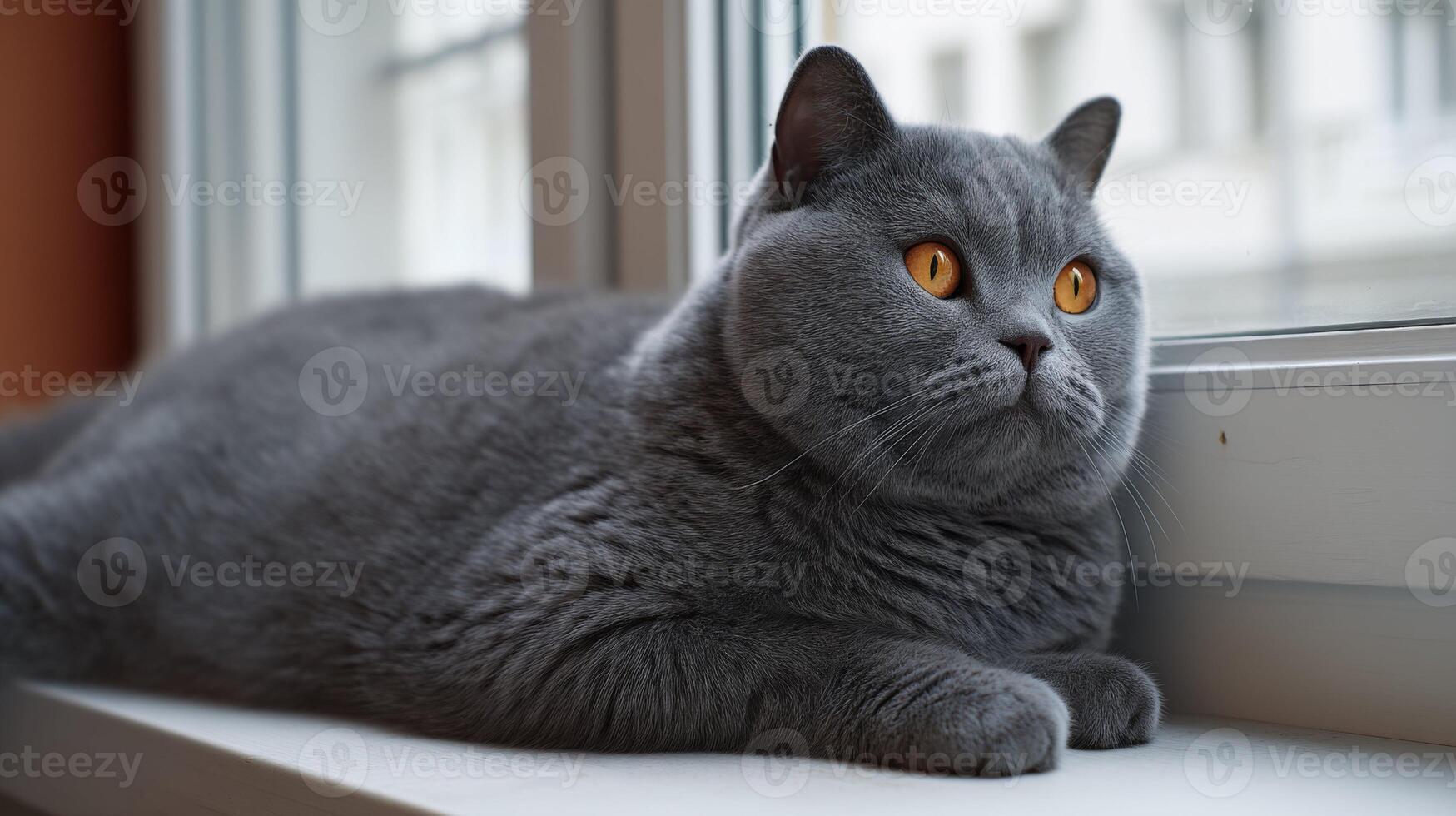 Beautiful gray cat resting on a windowsill, gazing out with striking orange eyes in soft natural light photo