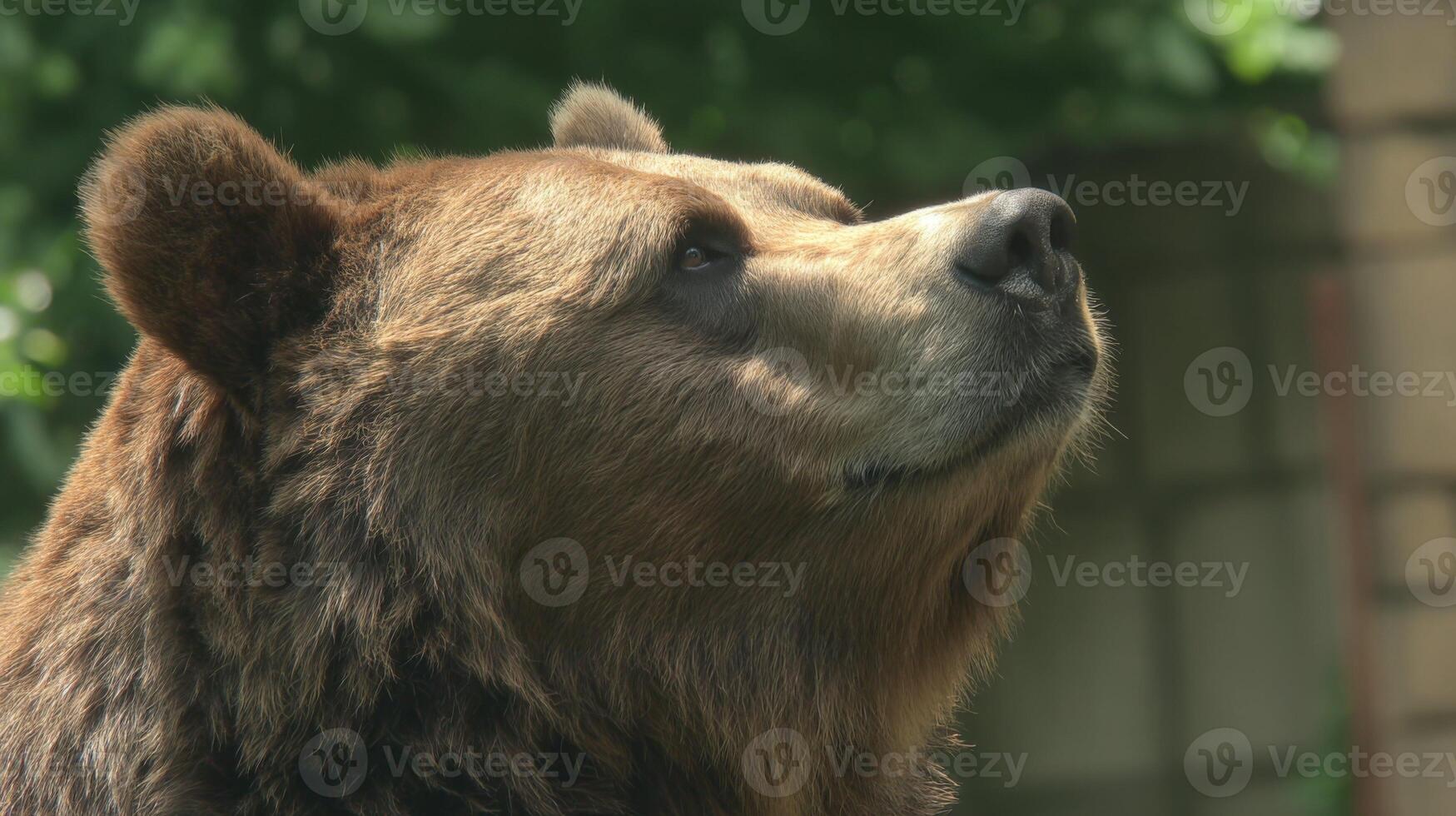 Majestic Close-Up of Bear Face with Natural Background Showing Details of Fur and Expression in Outdoor Setting photo